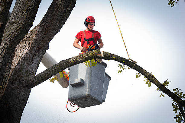 Best Tree Removal for Businesses  in USA